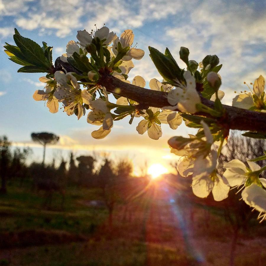 Podere La Vigna Locazione Turistica Country house